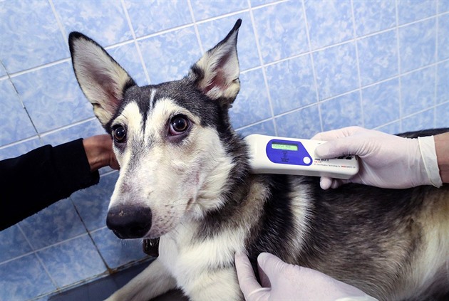 Za registraci psa s čipem zaplatí majitelé znovu, budou to stovky korun