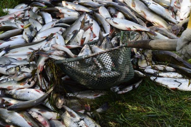 

Rybáři riskovali zdraví. O tom, že v Bečvě zabíjel ryby kyanid, se dozvěděli až za pět dnů

