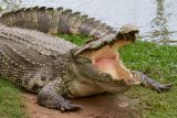 Věda pro děti: Umí krokodýl vypláznout jazyk?