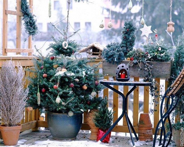 Živý  stromek v květináči je dobrý nápad, bez aklimatizace se však neobejde