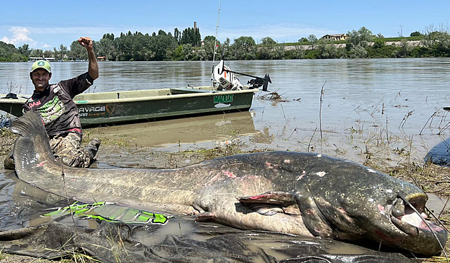 Obří sumci, štiky i okouni jako balón. Deset fantastických úlovků roku 2023