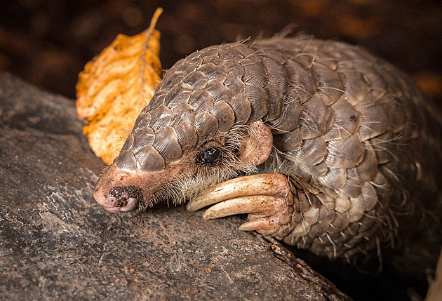 K loňským novinkám Zoo Praha patří nejen vzácná mláďata, rekapituluje Bobek