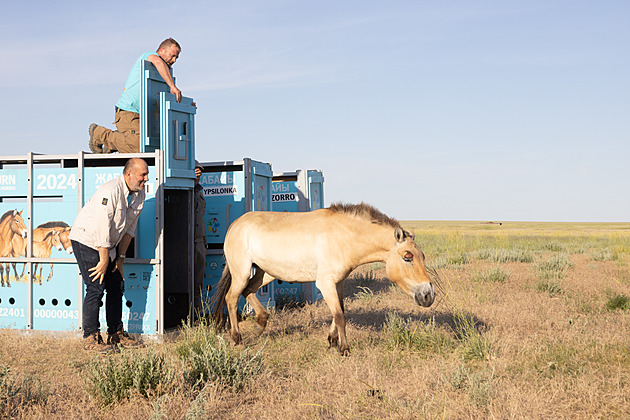 Ve středním Kazachstánu je prvních sedm koní Převalského, z toho tři z Prahy