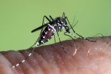 S globálním oteplováním se do Evropy dostávají tropičtí komáři. Hrozí nárůst horečky dengue