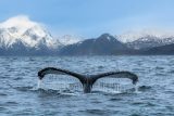 Islandská vláda dala zelenou dalšímu lovu velryb. Ochránci upozorňují na důkazy o utrpení zvířat