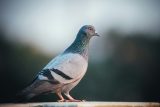 Německo trápí vysoký počet holubů. Jedno z měst odhlasovalo usmrcení až 700 zvířat