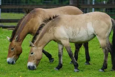 Vědci vytvořili nejpřesnější genetickou mapu koně Převalského. Může pomoci k záchraně druhu