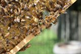 Tinder pro včelaře. Vídeň spustila seznamovací aplikaci, která propojí včelaře se zemědělci