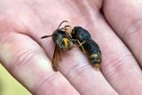 ‚V pasti nic není. Naštěstí.‘ Vědci pátrají po sršni asijské, u včelích úlů umisťují speciální nástrahy