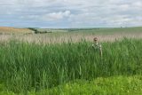 Vědci vrací život do zanedbaných mokřadů na jihu Moravy. ‚Vodní plocha je pro zvířata oáza,‘ říkají