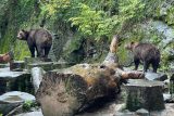 Českokrumlovští medvědi na zámku zůstanou jen do roku 2030. Památkáři usilují o konec jejich chovu