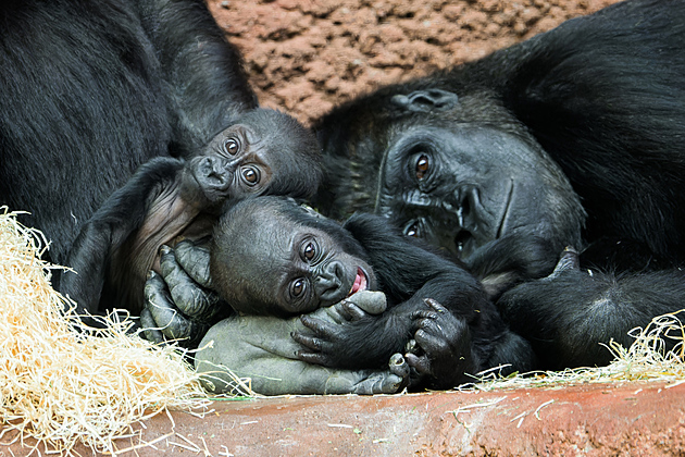 Půlroční gorilka Mobi se batolí, užírá mámě a doráží na mladší sestru Gaiu