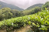 Tchaj-wan je domovem čaje, už sto let se tam ale pěstuje také káva