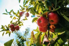 Česká úroda ovoce zažívá jedno z největších poškození za sto let