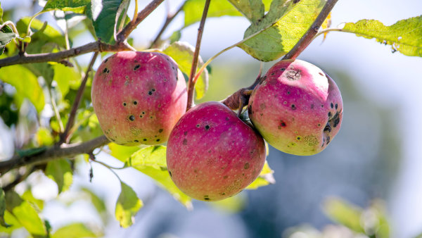 Nejhorší postižení úrody ovoce za 100 let. Kvůli jarním mrazům bude oproti minulým letům jen čtvrtinová