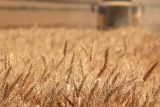 Letošní sklizeň obilovin bude pod úrovní předchozích pěti let, tvrdí statistici. Poroste jen úroda ovsa