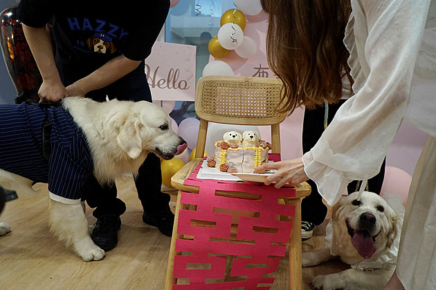 V Číně jsou na vzestupu psí svatby, majitelé řeší profesionální servis