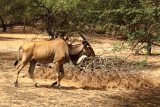Čeští vědci se podílí na záchraně kriticky ohrožených antilop. Samci váží až 1000 kilogramů