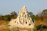 ‚Netušili jsem, že jsou až tak stará.‘ Vědci v JAR objevili termitiště, která jsou aktivní 34.000 let
