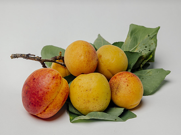 Třešně, višně, meruňky i hrušky, které nekoupíte. Ale vystavují je v Praze