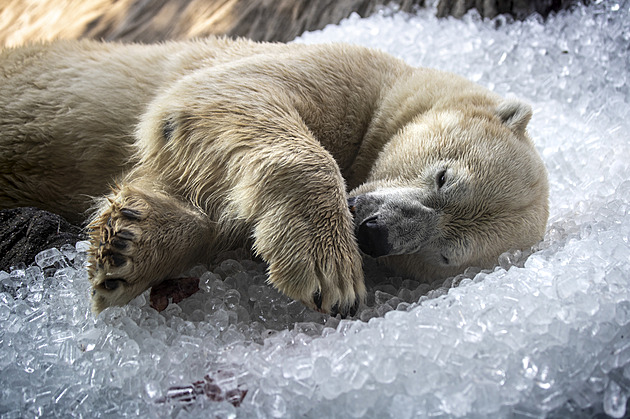 Libo led? Do pražské zoo přivezli tuny. Ochladí zvířata, potěší návštěvníky