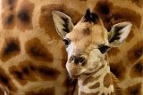 Mládě žirafy v pražské zoo překonalo zdravotní problémy. Poprvé se ukázalo návštěvníkům
