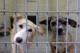 Turecká vláda chce utrácet přemnožené toulavé psy. Zákon kritizují ochránci zvířat i opozice