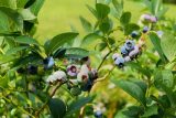 Tisíce litrů borůvek. Je těžké prokázat, že velkosběrači je nemají pro ‚vlastní potřebu‘, říká park Šumava