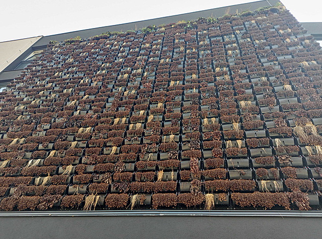 Zelená fasáda olomouckého unikátu Green Wall ve vedru zvadla, rostliny uschly