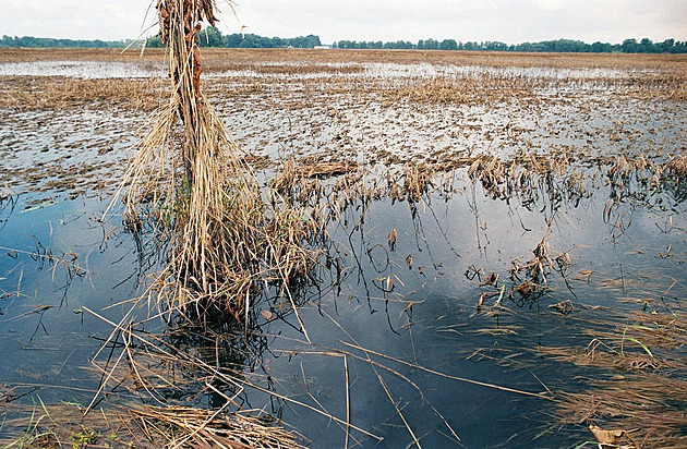 Do polí s bramborami se nedá vjet, povodně snad smetly i hraboše