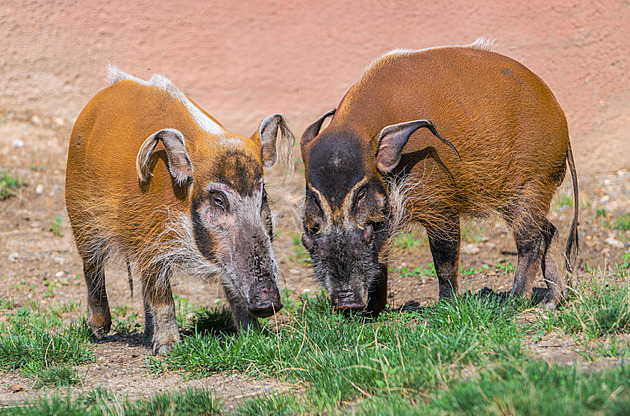 Začalo to „zlatým prasátkem“. Pražská zoo má chovný pár štětkounů afrických