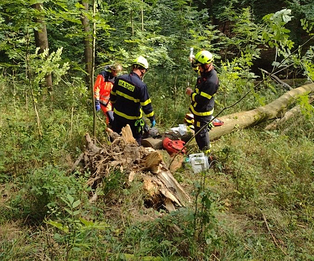 Muži spadl při kácení na nohu strom, v bolestech zvládl odřezat kmen pilou