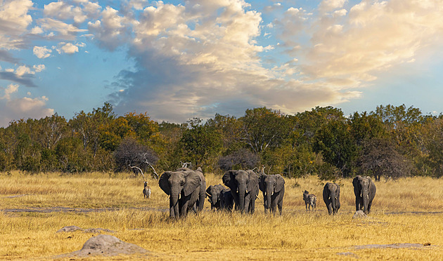 Odstřelíme přemnožené slony, lidé je snědí, vyhrožuje Botswana Německu