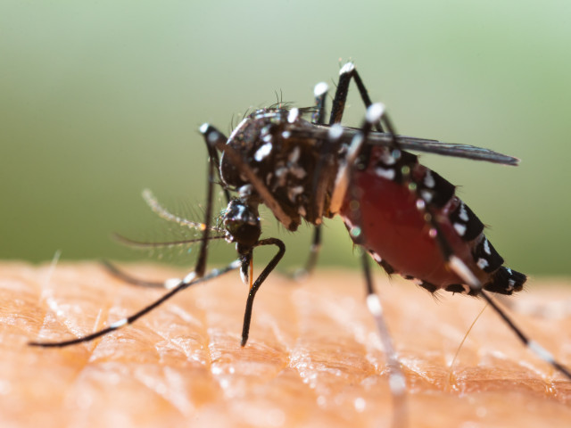 Výskyt komára tygrovaného poprvé u sousedů. Může přenášet ziku či viry horečky dengue