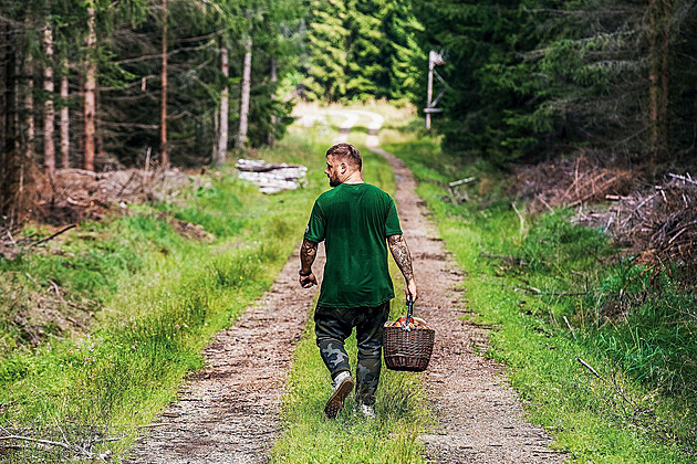 Zdravotní přínosy i rizika. Co je dobré o houbách vědět, vysvětlují odborníci