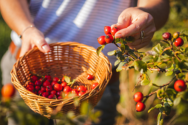 Vyrazte na šípky. Dopřejte si nejkvalitnější vitamin C i omlazení pleti