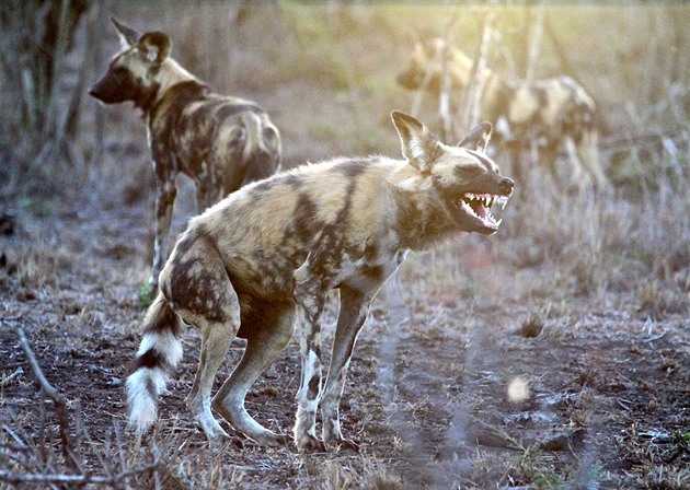 Pes hyenový je africký mušketýr. Nikdy neútočí sám a myslí na důchodce