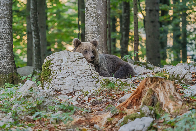 Medvěd na Slovensku napadl houbaře, ten zraněním podlehl