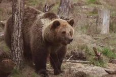 Medvěd na Slovensku usmrtil houbaře