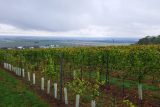 Letošní vinobraní na Slovácku skončilo rekordně brzy. Podle vinařů je úroda velmi slabá