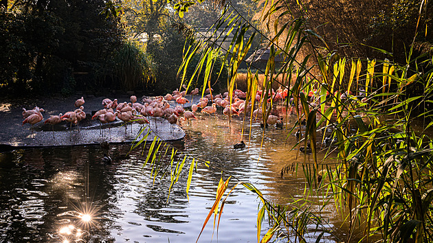 Zoo Praha láká na babí léto, odrůstající mláďata a vyzkoušení aplikace