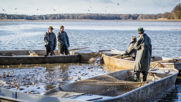 Třeboňský kapr v cizích vodách? Známé rybářství může přijít o jihočeské rybníky. Důvod je hluboko v minulosti