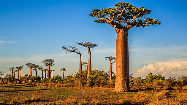 Vůně rumu i pačuli. Madagaskar není podobný ničemu na Zemi, na podzim má sezonu