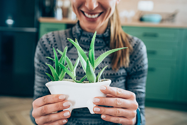 Nenáročná léčivá aloe vám doma vyčistí vzduch, pomůže s pletí i zažíváním