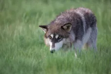 Šumavský národní park povolil řízený odstřel vlků