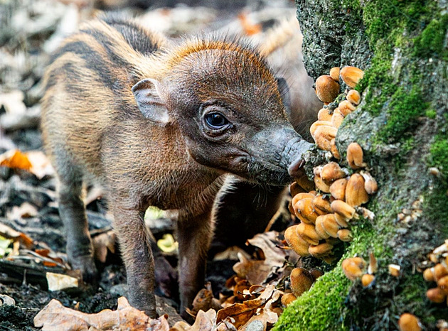 V ostravské zoo se narodila mláďata prasat z Filipín, v přírodě jsou na vymření