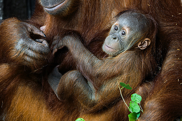 Zvířata v Zoo Praha čekají dýňové hody. Užijte si i Hariho, lidoopí batole