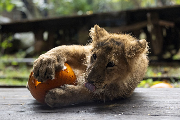 Halloweenské dýně si užívají i exotická zvířata v londýnské i pražské zoo