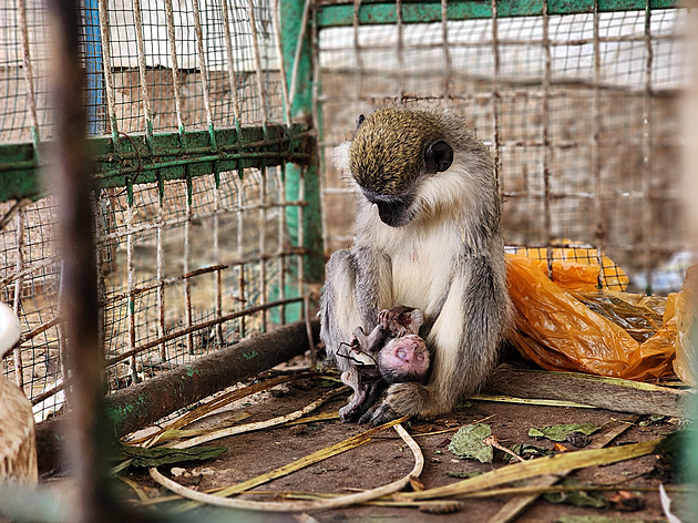 Pruhovaní osli a mumie. Z utrpení zvířat si zoo v Gaze udělala byznys