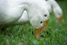 Blíží se svatomartinské hody. Zájem o husy hlásí chovatelé i restaurace